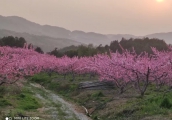 桃花朵朵开