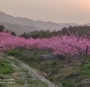 桃花朵朵开